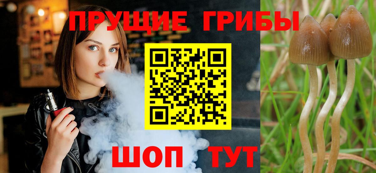 Галлюциногенные грибы Magic Shrooms  закладка  Богданович  Псилоцибиновые грибы мицелий  Вход с VPN 